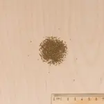 Potagères - Céleri-Rave Monarch - MEDIA_3D